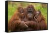 Female Orang Utan sitting, holding two young-Edwin Giesbers-Framed Stretched Canvas