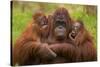 Female Orang Utan sitting, holding two young-Edwin Giesbers-Stretched Canvas