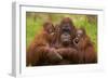 Female Orang Utan sitting, holding two young-Edwin Giesbers-Framed Photographic Print