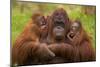 Female Orang Utan sitting, holding two young-Edwin Giesbers-Mounted Photographic Print