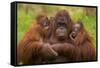 Female Orang Utan sitting, holding two young-Edwin Giesbers-Framed Stretched Canvas