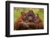 Female Orang Utan sitting, holding two young-Edwin Giesbers-Framed Photographic Print