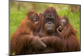 Female Orang Utan sitting, holding two young-Edwin Giesbers-Mounted Photographic Print