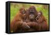 Female Orang Utan sitting, holding two young-Edwin Giesbers-Framed Stretched Canvas