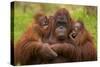 Female Orang Utan sitting, holding two young-Edwin Giesbers-Stretched Canvas