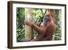 Female Orangutan (Pongo Abelii) in the Jungle Near Bukit Lawang, Gunung Leuser National Park-Matthew Williams-Ellis-Framed Photographic Print