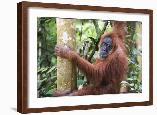 Female Orangutan (Pongo Abelii) in the Jungle Near Bukit Lawang, Gunung Leuser National Park-Matthew Williams-Ellis-Framed Photographic Print