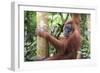 Female Orangutan (Pongo Abelii) in the Jungle Near Bukit Lawang, Gunung Leuser National Park-Matthew Williams-Ellis-Framed Photographic Print