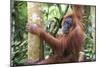 Female Orangutan (Pongo Abelii) in the Jungle Near Bukit Lawang, Gunung Leuser National Park-Matthew Williams-Ellis-Mounted Photographic Print