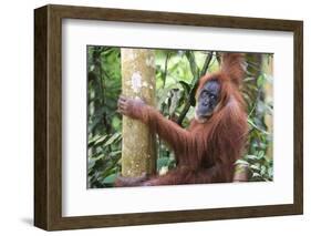 Female Orangutan (Pongo Abelii) in the Jungle Near Bukit Lawang, Gunung Leuser National Park-Matthew Williams-Ellis-Framed Photographic Print