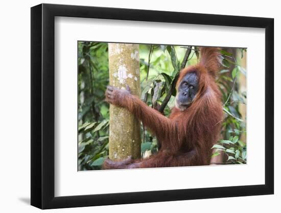 Female Orangutan (Pongo Abelii) in the Jungle Near Bukit Lawang, Gunung Leuser National Park-Matthew Williams-Ellis-Framed Photographic Print