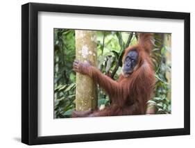 Female Orangutan (Pongo Abelii) in the Jungle Near Bukit Lawang, Gunung Leuser National Park-Matthew Williams-Ellis-Framed Photographic Print