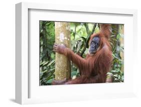 Female Orangutan (Pongo Abelii) in the Jungle Near Bukit Lawang, Gunung Leuser National Park-Matthew Williams-Ellis-Framed Photographic Print