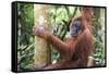 Female Orangutan (Pongo Abelii) in the Jungle Near Bukit Lawang, Gunung Leuser National Park-Matthew Williams-Ellis-Framed Stretched Canvas