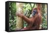 Female Orangutan (Pongo Abelii) in the Jungle Near Bukit Lawang, Gunung Leuser National Park-Matthew Williams-Ellis-Framed Stretched Canvas