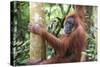 Female Orangutan (Pongo Abelii) in the Jungle Near Bukit Lawang, Gunung Leuser National Park-Matthew Williams-Ellis-Stretched Canvas