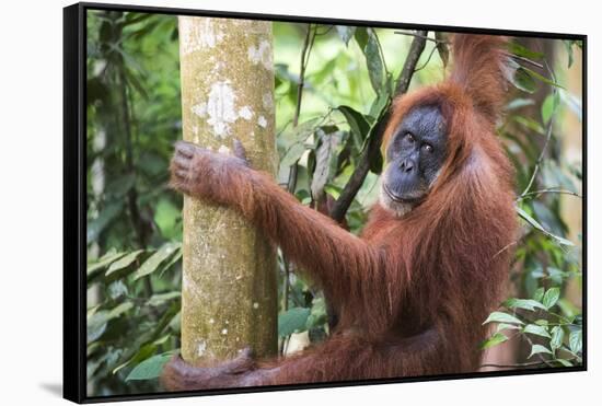 Female Orangutan (Pongo Abelii) in the Jungle Near Bukit Lawang, Gunung Leuser National Park-Matthew Williams-Ellis-Framed Stretched Canvas