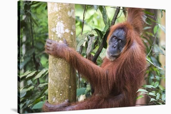 Female Orangutan (Pongo Abelii) in the Jungle Near Bukit Lawang, Gunung Leuser National Park-Matthew Williams-Ellis-Stretched Canvas