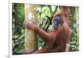 Female Orangutan (Pongo Abelii) in the Jungle Near Bukit Lawang, Gunung Leuser National Park-Matthew Williams-Ellis-Framed Photographic Print