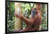 Female Orangutan (Pongo Abelii) in the Jungle Near Bukit Lawang, Gunung Leuser National Park-Matthew Williams-Ellis-Framed Photographic Print