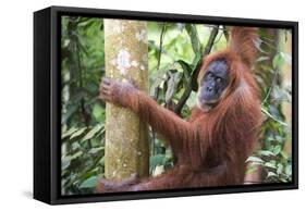 Female Orangutan (Pongo Abelii) in the Jungle Near Bukit Lawang, Gunung Leuser National Park-Matthew Williams-Ellis-Framed Stretched Canvas