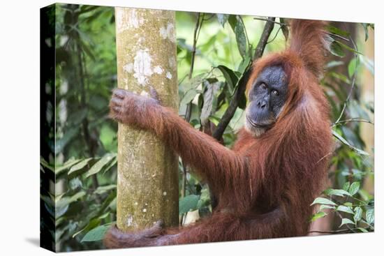 Female Orangutan (Pongo Abelii) in the Jungle Near Bukit Lawang, Gunung Leuser National Park-Matthew Williams-Ellis-Stretched Canvas