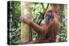 Female Orangutan (Pongo Abelii) in the Jungle Near Bukit Lawang, Gunung Leuser National Park-Matthew Williams-Ellis-Stretched Canvas