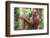 Female Orangutan (Pongo Abelii) in the Jungle Near Bukit Lawang, Gunung Leuser National Park-Matthew Williams-Ellis-Framed Premium Photographic Print