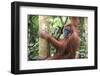 Female Orangutan (Pongo Abelii) in the Jungle Near Bukit Lawang, Gunung Leuser National Park-Matthew Williams-Ellis-Framed Premium Photographic Print