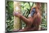 Female Orangutan (Pongo Abelii) in the Jungle Near Bukit Lawang, Gunung Leuser National Park-Matthew Williams-Ellis-Mounted Premium Photographic Print