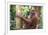 Female Orangutan (Pongo Abelii) in the Jungle Near Bukit Lawang, Gunung Leuser National Park-Matthew Williams-Ellis-Framed Photographic Print