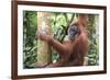 Female Orangutan (Pongo Abelii) in the Jungle Near Bukit Lawang, Gunung Leuser National Park-Matthew Williams-Ellis-Framed Photographic Print