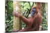 Female Orangutan (Pongo Abelii) in the Jungle Near Bukit Lawang, Gunung Leuser National Park-Matthew Williams-Ellis-Mounted Photographic Print