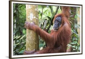 Female Orangutan (Pongo Abelii) in the Jungle Near Bukit Lawang, Gunung Leuser National Park-Matthew Williams-Ellis-Framed Premium Photographic Print