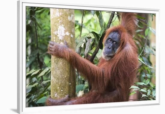 Female Orangutan (Pongo Abelii) in the Jungle Near Bukit Lawang, Gunung Leuser National Park-Matthew Williams-Ellis-Framed Premium Photographic Print