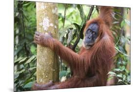 Female Orangutan (Pongo Abelii) in the Jungle Near Bukit Lawang, Gunung Leuser National Park-Matthew Williams-Ellis-Mounted Premium Photographic Print