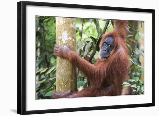 Female Orangutan (Pongo Abelii) in the Jungle Near Bukit Lawang, Gunung Leuser National Park-Matthew Williams-Ellis-Framed Photographic Print