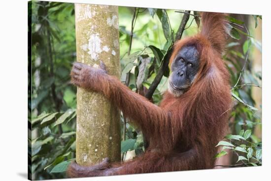Female Orangutan (Pongo Abelii) in the Jungle Near Bukit Lawang, Gunung Leuser National Park-Matthew Williams-Ellis-Stretched Canvas