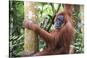 Female Orangutan (Pongo Abelii) in the Jungle Near Bukit Lawang, Gunung Leuser National Park-Matthew Williams-Ellis-Stretched Canvas