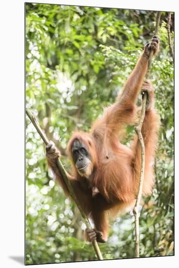 Female Orangutan (Pongo Abelii) in the Rainforest Near Bukit Lawang, Gunung Leuser National Park-Matthew Williams-Ellis-Mounted Premium Photographic Print