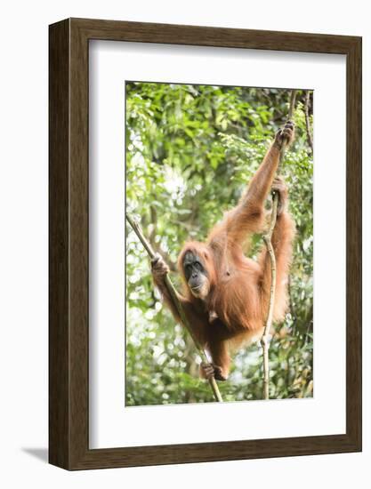 Female Orangutan (Pongo Abelii) in the Rainforest Near Bukit Lawang, Gunung Leuser National Park-Matthew Williams-Ellis-Framed Photographic Print