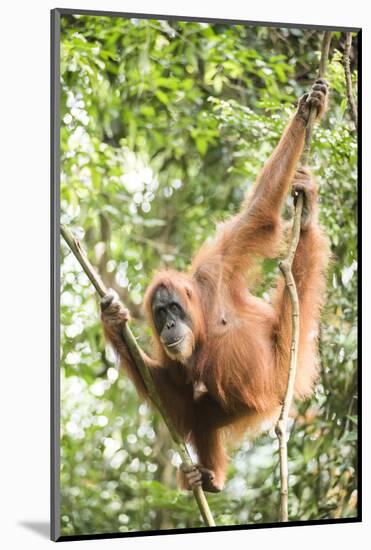 Female Orangutan (Pongo Abelii) in the Rainforest Near Bukit Lawang, Gunung Leuser National Park-Matthew Williams-Ellis-Mounted Photographic Print