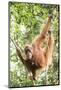 Female Orangutan (Pongo Abelii) in the Rainforest Near Bukit Lawang, Gunung Leuser National Park-Matthew Williams-Ellis-Mounted Photographic Print