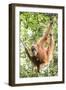 Female Orangutan (Pongo Abelii) in the Rainforest Near Bukit Lawang, Gunung Leuser National Park-Matthew Williams-Ellis-Framed Photographic Print