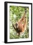 Female Orangutan (Pongo Abelii) in the Rainforest Near Bukit Lawang, Gunung Leuser National Park-Matthew Williams-Ellis-Framed Photographic Print