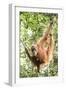 Female Orangutan (Pongo Abelii) in the Rainforest Near Bukit Lawang, Gunung Leuser National Park-Matthew Williams-Ellis-Framed Photographic Print