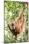 Female Orangutan (Pongo Abelii) in the Rainforest Near Bukit Lawang, Gunung Leuser National Park-Matthew Williams-Ellis-Mounted Photographic Print