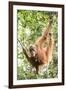 Female Orangutan (Pongo Abelii) in the Rainforest Near Bukit Lawang, Gunung Leuser National Park-Matthew Williams-Ellis-Framed Photographic Print