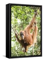 Female Orangutan (Pongo Abelii) in the Rainforest Near Bukit Lawang, Gunung Leuser National Park-Matthew Williams-Ellis-Framed Stretched Canvas