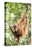 Female Orangutan (Pongo Abelii) in the Rainforest Near Bukit Lawang, Gunung Leuser National Park-Matthew Williams-Ellis-Stretched Canvas